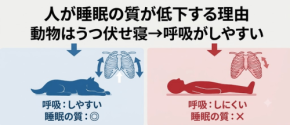なぜ人は眠ると呼吸が弱まるのか？睡眠中の呼吸の質と体の構造の関係