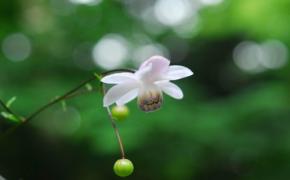 六甲高山植物園でレンゲショウマとキレンゲショウマが見頃