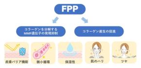 パパイヤ発酵食品FPPが皮膚老化を抑制、大里研究所が共同研究成果を発表