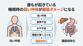 睡眠中の呼吸が臓器の形を変えるメカニズムを解説