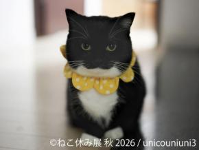SNSで人気の猫たちが名古屋に集結「ねこ休み展 秋 2026」開催