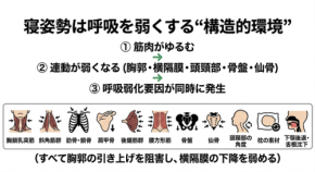 寝姿勢が呼吸を弱くする構造的理由とは？トラタニが解明した睡眠のメカニズム