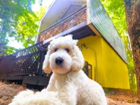 那須高原のプライベートヴィラ「Mimoza Retreat NASU」で平日限定の愛犬リトリートプランが開始