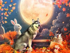 中型・大型犬専門トリミングサロン「VELVET ROOM」が函館にオープン