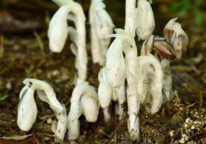 六甲高山植物園で希少なギンリョウソウモドキが開花