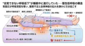 睡眠中の呼吸が浅くなるメカニズムと体内環境への影響
