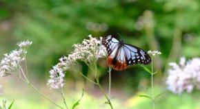 六甲高山植物園で渡りをするチョウ「アサギマダラ」が飛来