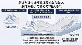 睡眠の質を左右する二大因子とは？呼吸物理から考える理想の寝具構造