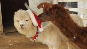 のじま動物園で冬のどうぶつえんまつりを開催