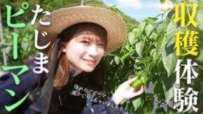 秋元真夏が兵庫県産の「たじまピーマン」を収穫体験！ ＪＡタウンで「食べて応援プロジェクト」を実施中