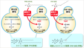 スフィンゴ脂質が「曲がる」と細胞はどうなる？