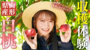 秋元真夏が山形県産の白桃を収穫体験！採れたての甘くてジューシーなももとパリッと食感のももを食べ比べ！