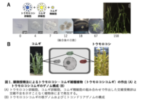 世界初！コムギとトウモロコシの雑種植物の創生