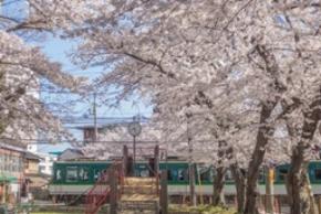本当は秘密にしたい。地元担当者が語る桜絶景