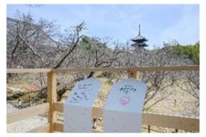 住友林業「桜のたすき」プロジェクトを発足