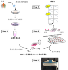 アルツハイマー型認知症の予防を目標に!患者由来iPS細胞の培養上清中で「アミロイド凝集阻害」を迅速評価
