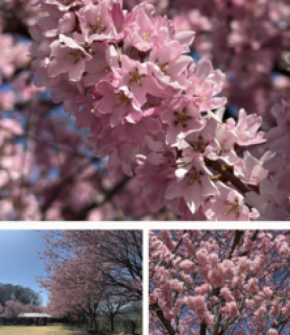 韮崎市の桜・桃の開花情報を随時発信中！