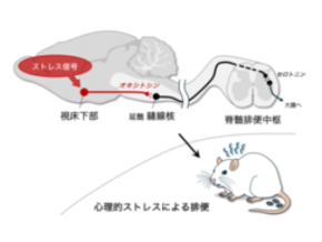 ストレスで排便が起こる脳回路を解明