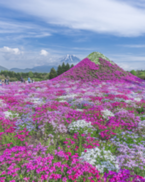 関東最大級・富士山を彩る50万株の絶景「2026富士芝桜まつり」4月11日(土)より開催!