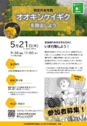根絶目前／北潟湖で市民と学生が挑む「オオキンケイギク除去イベント」開催