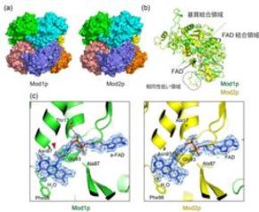 メタノールを効率よくエネルギー変換する酵素の立体構造を解明