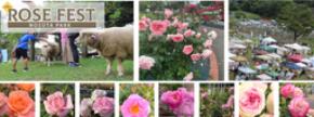 ～1,500株のバラが咲きほこる特別な2日間～　町田市立野津田公園で「ROSE FEST 2026」が開催