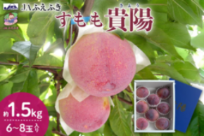 果汁あふれる贅沢な甘みのすもも「貴陽」 産地直送通販サイト「JAタウン」で予約販売中!