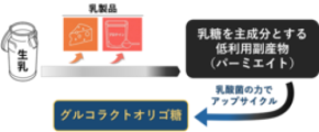 乳製品製造工程由来のアップサイクル素材「グルコラクトオリゴ糖」の整腸作用をヒト対象研究で確認