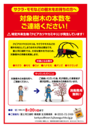 【富士河口湖町】特定外来生物クビアカツヤカミキリ対策　サクラ等の無料消毒を実施