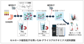 疾患関連糖鎖カタログづくりを加速させる一気通貫型の糖ペプチド調製法を確立