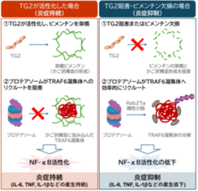 敗血症性肝障害を「タンパク質品質管理」の視点から解明