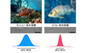 魚類の精子の「ばらつき」は受精様式によって異なる