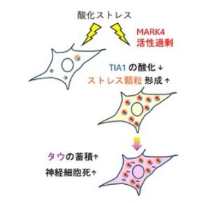 細胞のストレス応答異常がタウ蓄積を促進する仕組みを発見－アルツハイマー病関連酵素MARK4の新機能を解明