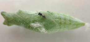 アゲハ幼虫は寄生バチから逃げるために長距離を歩く
