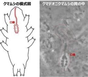 南極のオニクマムシの生態とは！？ 
