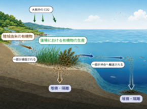 地球観測衛星しきさいから沿岸域の「ブルーカーボン」を 広域的に把握する新たな可能性