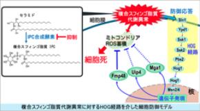 複合スフィンゴ脂質の代謝異常に直面した細胞は、どう生き延びるのか？