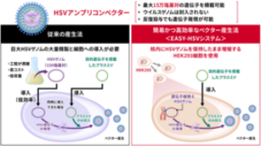 遺伝子治療の可能性を広げる「HSVアンプリコンベクター」の高効率産生技術を開発