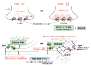 “今この瞬間”を記憶する仕組みを発見
