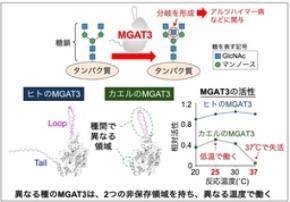 糖鎖の枝分かれ酵素MGAT3の生物種間の違いを解明