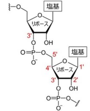 古細菌のRNAのつなぎ目に硫黄が使われていることを発見！ 