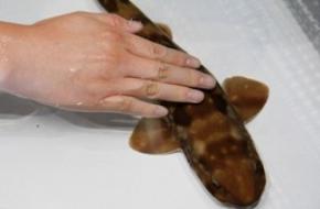 海のない栃木県に「移動水族館」がやってくる！ 海の生き物とふれあおう