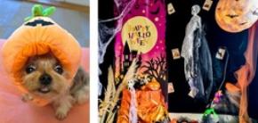 白浜オーシャンリゾート 愛犬や家族と楽しむ2つのハロウィンイベントを開催中