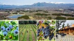 Nasu 661 WINE HILLS「ワイン＝ブドウ」を超えて　　　　那須御用邸の麓、ブルーベリーと里山の丘