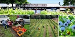 Nasu 661 WINE HILLS　2026年農業ボランティア。3日間で250キロを収穫