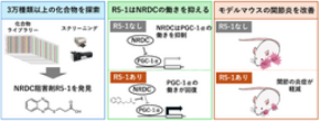関節炎を抑える新たな化合物を発見