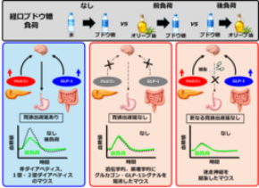 「食べる順番」が食後血糖を左右する仕組みを解明　脂質を糖質より先に摂ると、食後の血糖上昇が緩やかに