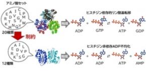 生命のエネルギー通貨ATPをつくる「原始的酵素モデル」を構築