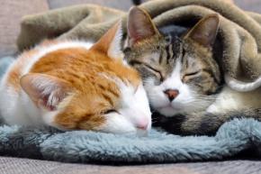 猫はキャットフードの何を気にする？ 味蕾は人間の約1/20、ロイヤルカナンが注目した「食感」