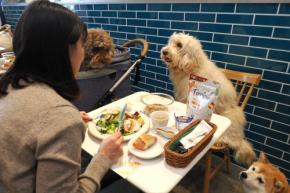 愛犬とおそろいの素材を使った食事が楽しめる『Frecious 素材実感Cafe』が横浜に期間限定オープン